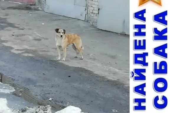 Собака найдена на Половинской возле железной дороги, Курган.
