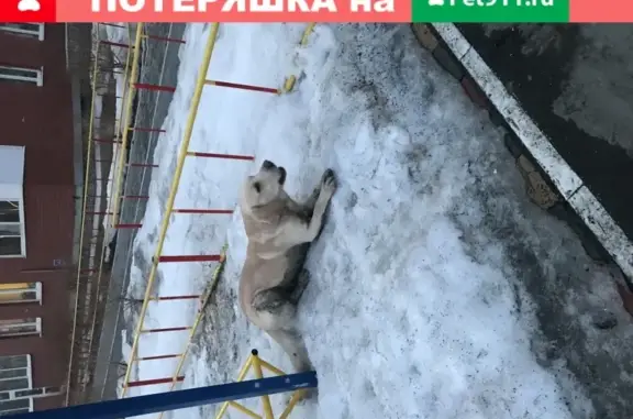 Собака Лабрадор на улице Монтажников, 49, Тюмень