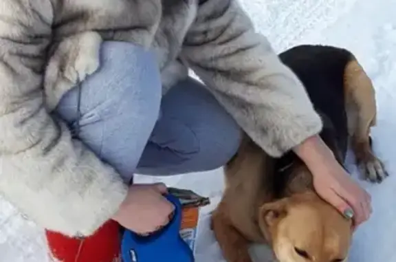 Собаки потеряшки, Дмитров, фото: Потеряшка собака Найда в Дмитрове