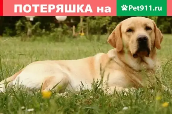 Найдена собака на ж/д станции «Храмцовская» в Свердловской области
