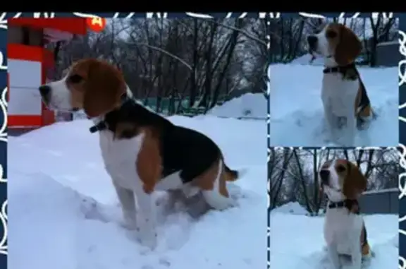 Пропала собака Дейзи в Никоново, Московская область