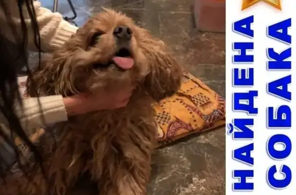 Найдена собака в Зеленограде, порода кокер спаниель