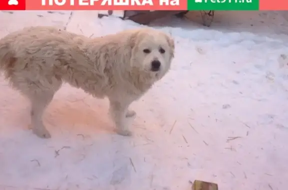 Пропала Белая пиренейская горная собака в Новосибирске на ул. Карпинского, 17
