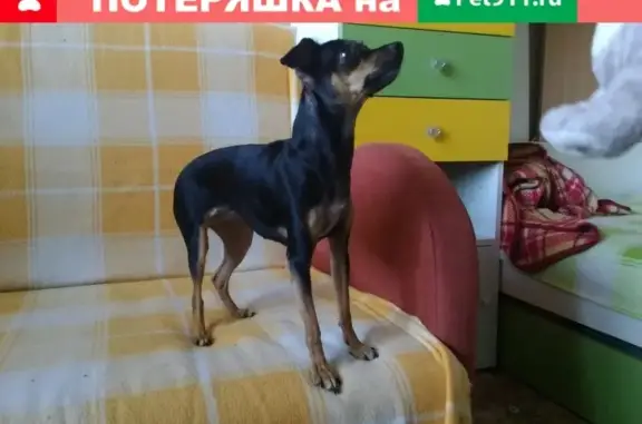 Пропала собака Дана в Новосибирске