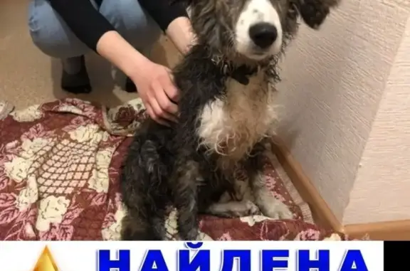 Найдена собака на ул. Янки Купалы, Н.Новгород