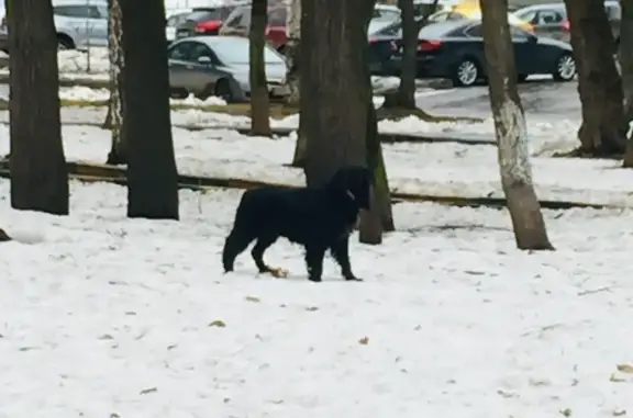 Найдена черная собака с адресником возле метро Фили