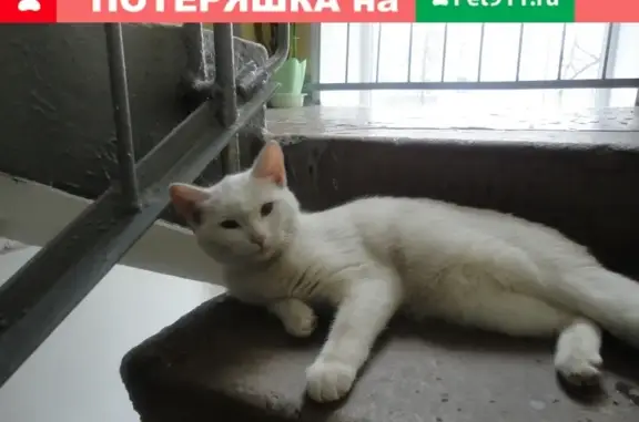 Найдена белая кошка на ул. Калинина, 65 (Екатеринбург)