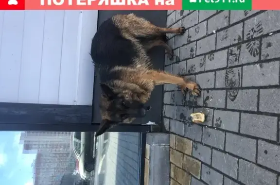Собака с ошейником возле ТЦ Арена в Воронеже