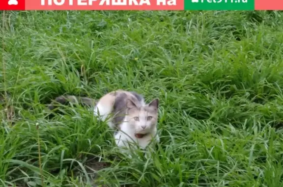 Пропала кошка Муся на ул. Крекингская, Саратов
