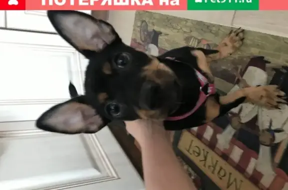 Найден щенок пинчера в Ханты-Мансийске.