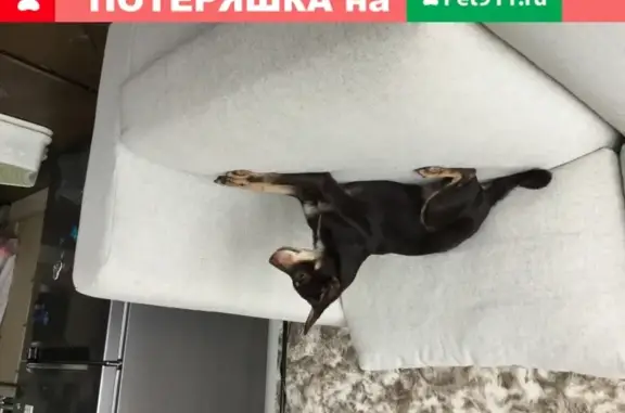 Собака Той терьер найдена в Ступино, Московская область