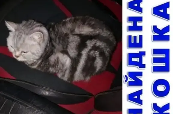 Найдена кошка в районе тридцатки, Астрахань