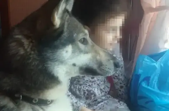 Пропала собака Дик в деревне Кислово, Псковская область