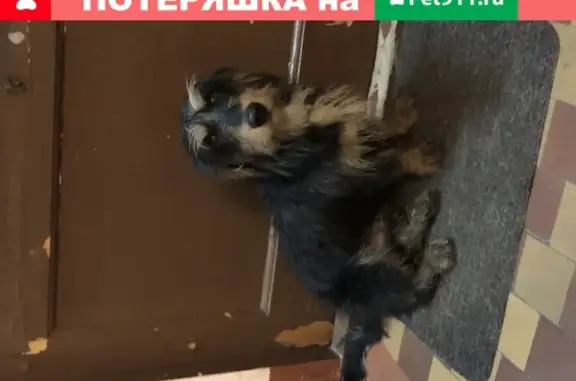 Собака найдена на улице Циолковского в Санкт-Петербурге
