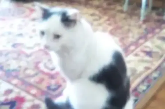 Пропала кошка Марсик в Улан-Удэ, Ринчино 102-й микрорайон.