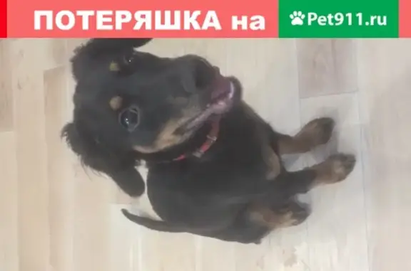 Найдена собака в Волгодонске с красным ошейником