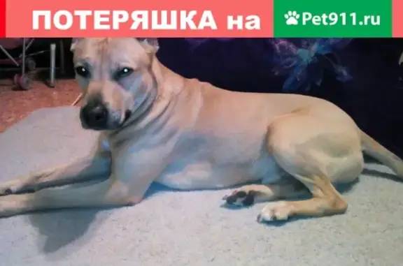 Пропал пес рядом с постом ГАИ в Аннинском районе