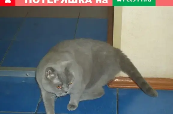 Найдена британская кошка на Обручева 22к1