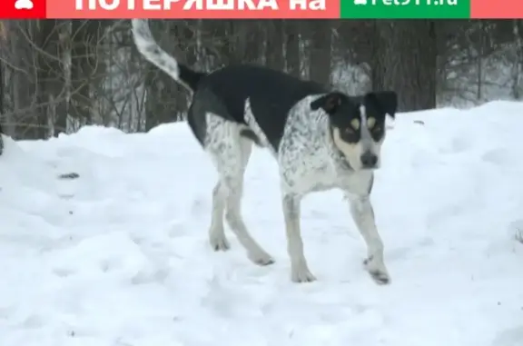 Пропала собака Тобик в районе озера Шарташ, Екатеринбург