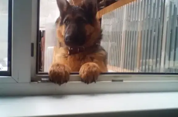 Собаки потеряшки, Екатеринбург, фото: Потеряшка собака в Екатеринбурге: 89126649530