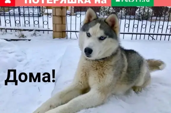 Пропала собака в Ганино - ищем сибирскую хаски
