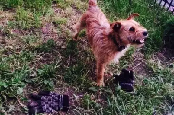 Пропала собака в Иваново, по кличке Джеки, на ул. Смирнова. Вознаграждение гарантировано!