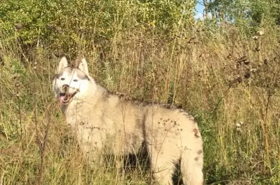 Пропал пёс в Таре, Омская область