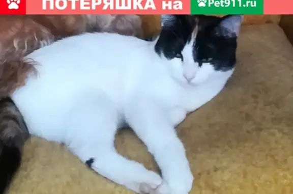 Пропала кошка в поселке Контокки, Карелия