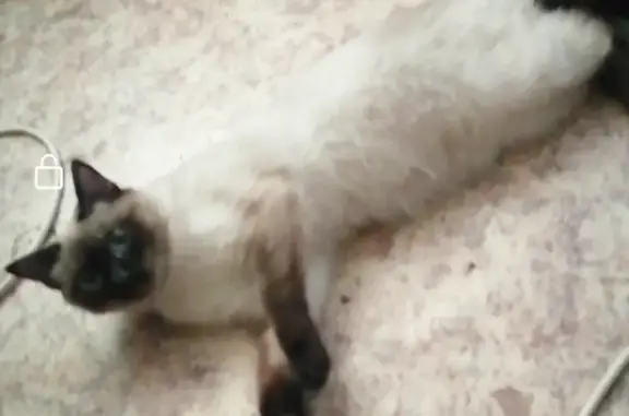 Кошки потеряшки, посёлок городского типа Шушенское, фото: Потеряшка кошка в Шушенском районе