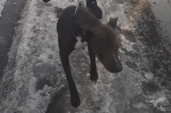 Пропала собака в районе Сельмаша (Рубцовск)