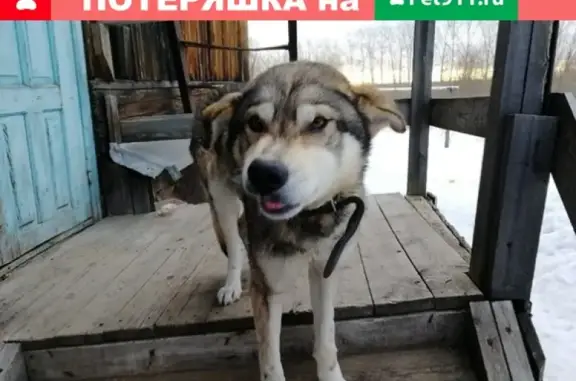 Найдена собака на ул. Киевская, 2 - нужна помощь!