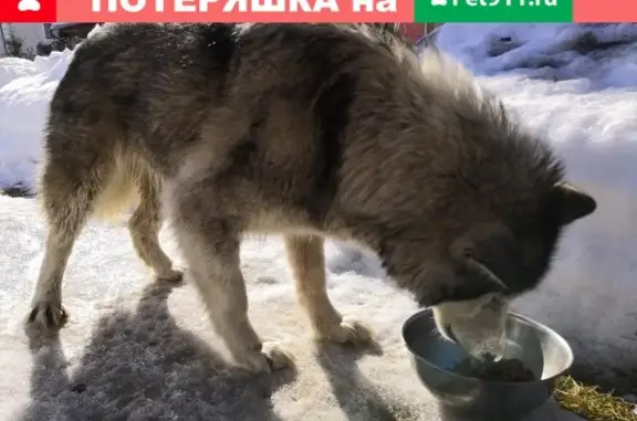 Найдена собака в деревне Патрушева без ошейника