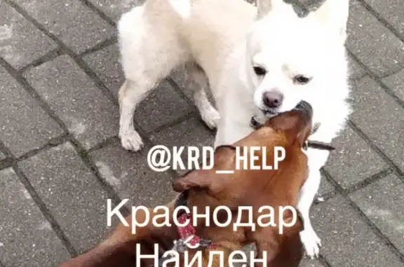Собака найдена в Краснодаре на Репина.
