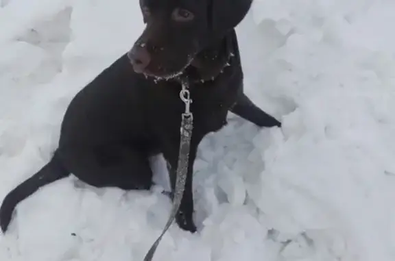 Пропала собака в Новосибирске, шоколадного цвета, номер телефона в ошейнике.