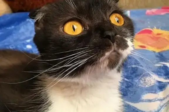 Кошки потеряшки, Новосибирск, фото: Потеряшка кошка на Рев. пр-кт, 85 - максимальный репост!