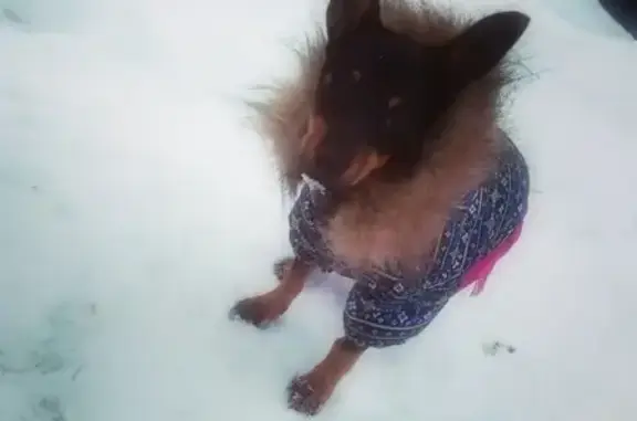 Пропала собака 