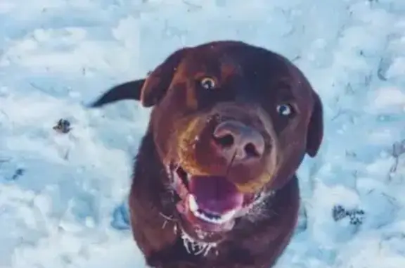 Пропала собака Оникс в Черногорске, Республика Хакасия
