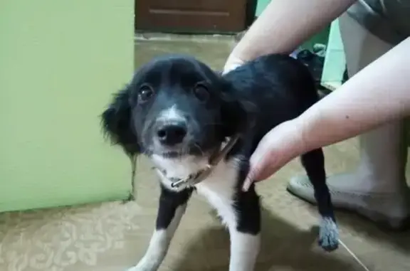 Найдена собака в микрорайоне Пашенный, имя Лия, контакты в VK