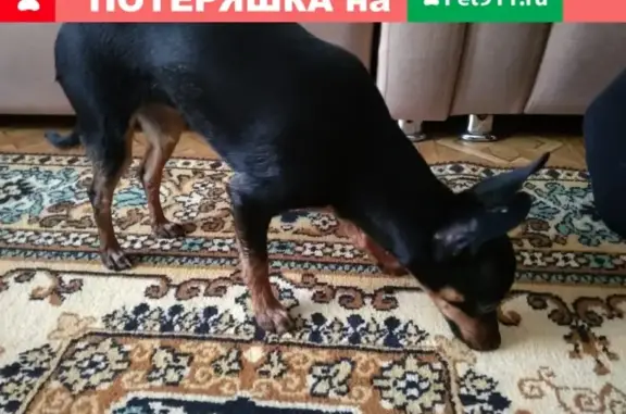 Найдена собака в Барнауле, ищем хозяев!