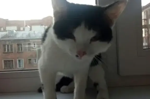 Найдены кошка и котенок на ул. Энтузиастов 49-51 в Новокузнецке