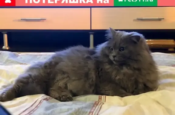Найдена серая кошка на Мичурина 29, Володарский район.