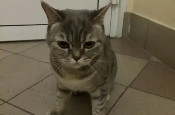 Найдена кошка в Кемерово на пр. Шахтёров, 62