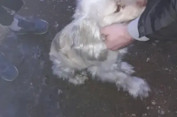 Пропала собака Джонни в Засопке, Читинский район, Забайкальский край