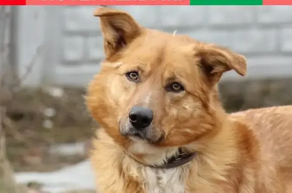Найдена рыжая собака около магазина Гигант на пр. Энергетиков