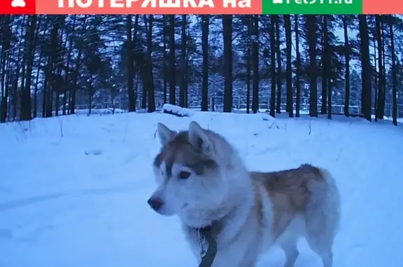 Собаки потеряшки, Тверь, фото: Потеряшка собака Хаски по адресу в Твери