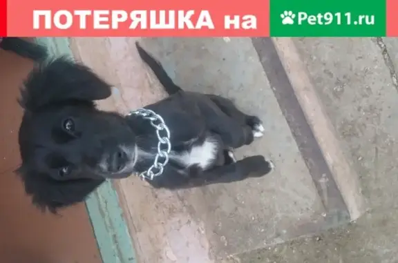 Найдена черная щеночка в Севастополе, Нахимовский округ