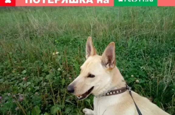 Пропала собака Лея в д. Ивойлово, Московская область