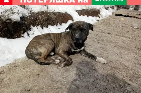 Найдена собака на ул. Гагарина, нужна помощь!