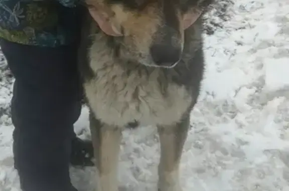 Найдена собака в Щербинке на Южной улице