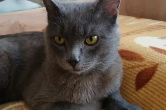 Найден серый кот в Барнауле, нужна помощь в поиске владельцев